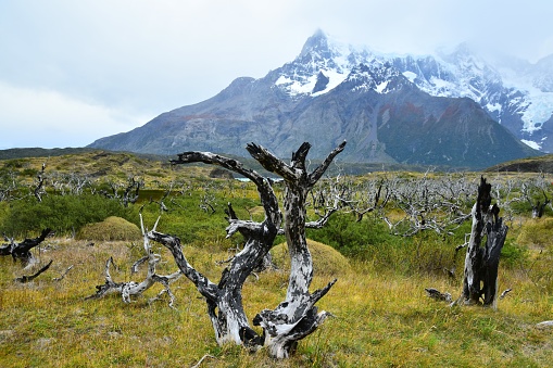 A field of dead trees sits in the foreground of a mountain in Torres del Paine National Park, Chile.