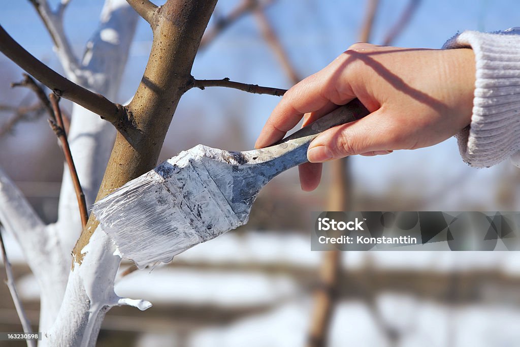 art whitewash apple tree trunk in the garden SPRING protection of fruit trees in the garden Tree Stock Photo