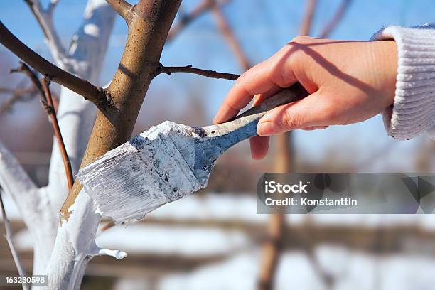 Art Whitewash Apple Tree Trunk In The Garden Stock Photo - Download Image Now - Tree, Whitewashed, Agriculture