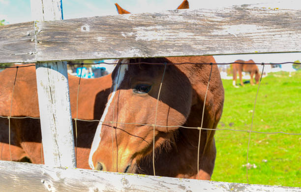 Horse in a farm