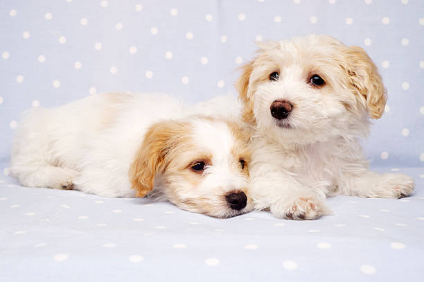 istock Two puppies laid on a blue background 163231823