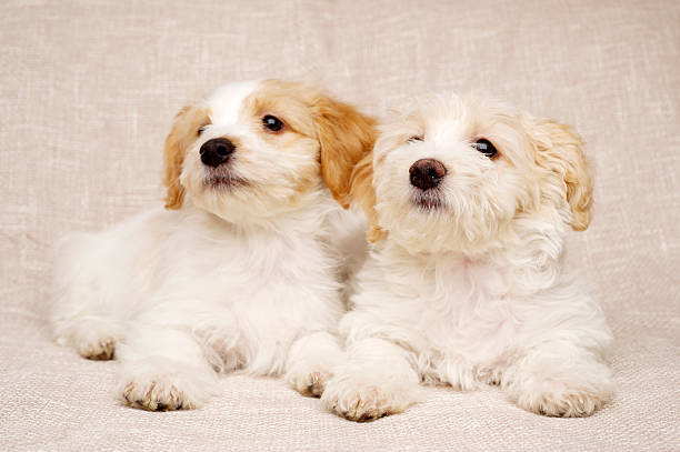 istock Two puppies laid on a textured beige background 163231824