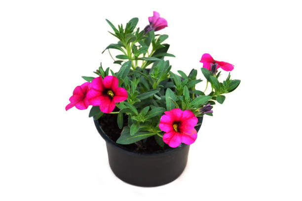istock Calibrachoa (Million bells) flower plant isolated on white background 1632342543