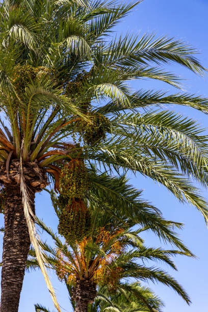 istock Dates on a palm tree against a blue sky on a sunny day 1632343061