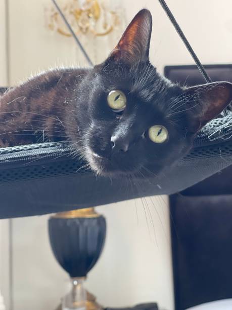 istock Gato negro descansando 1632344687