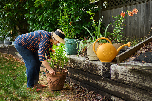 Mature woman bending over to pick up a heavy flower pot while doing some gardening outside in her back yard