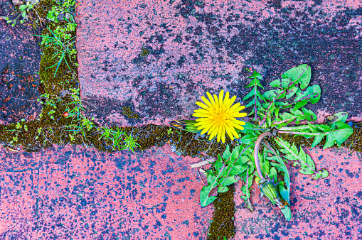 A yellow dandelion struggles to grow from moss between red paving bricks at a Cape Cod home.