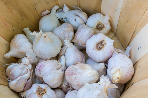 A basket of fresh local garlic at a weekly Cape Cod farmers market.