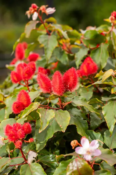 Bixa orellana - Achiote plant with flower in the garden