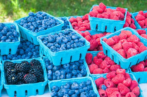 Blue paperboard boxes of freshly picked blueberries, blackberries and raspberries at a weekly farmers market on Cape Cod.