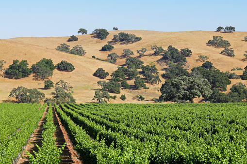 summer vineyard landscape (Santa Barbara county, California).