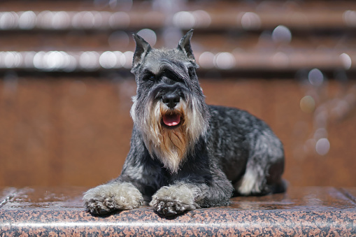 Adorable salt and pepper Miniature Schnauzer dog with cropped ears posing outdoors lying down on marble stones near a fountain in summer
