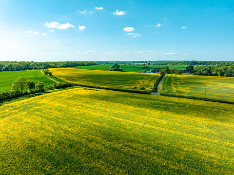An aerial view of yellow Rapeseed (Brassica napus) fields in rural , UK