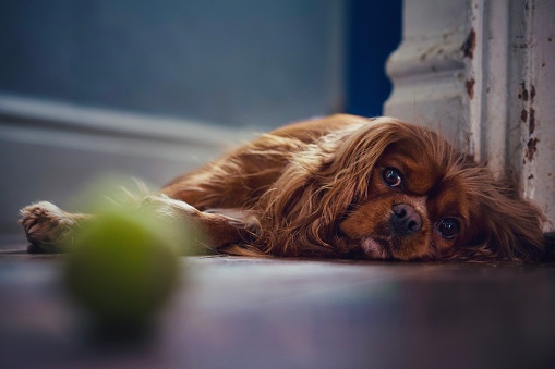 Cavalier King Charles spaniel, relaxing on the floor gazing at a tennis ball.
