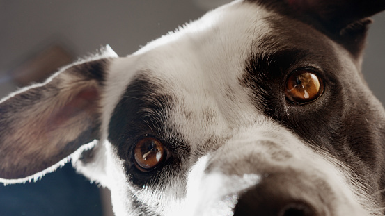 Close-up of a small white and black dog looking sad