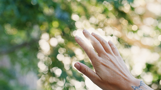 Cropped shot of a female hand being held up against sunlight with trees in background
