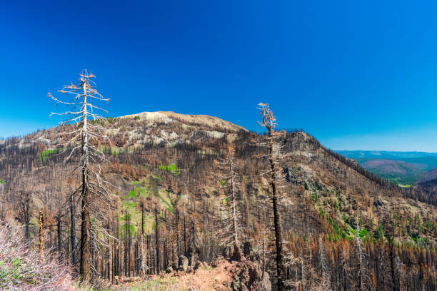 istock Burned forest seen in Lassen Volcanic National Park 1632454589