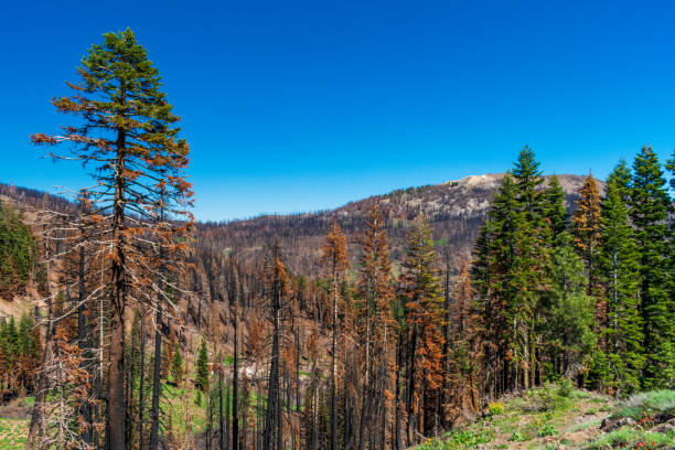 istock Burned forest seen in Lassen Volcanic National Park 1632454598