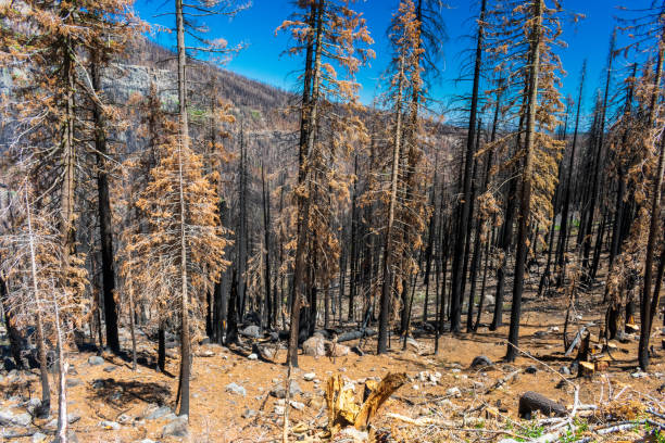 istock Burned forest seen in Lassen Volcanic National Park 1632455614