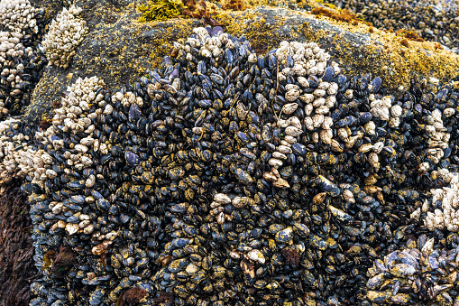 Mussles cling to rock at Oregon beach, USA