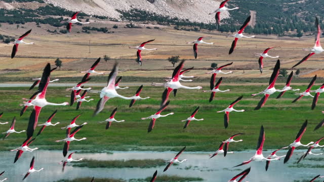 Flamingos on lake