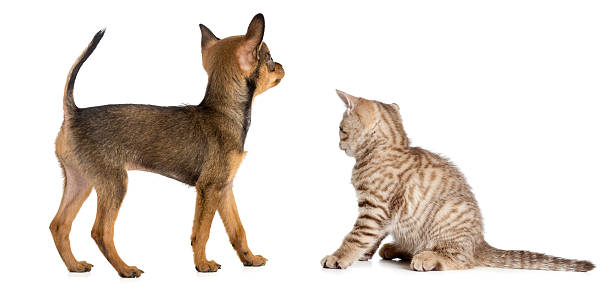 istock puppy and kitten rear or back view isolated on white 163246381