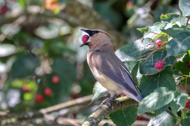 istock Cedar waxwing eating berries in a park 1632475491