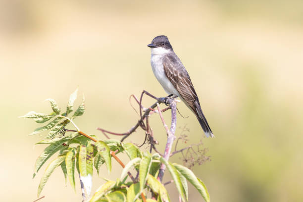 istock Eastern Kingbird perched on a bush twig 1632476010