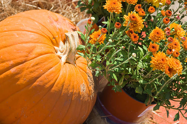 istock Pumpkin and Flowers 163247897