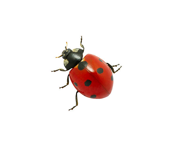 joaninha - ladybug insect white isolated - fotografias e filmes do acervo
