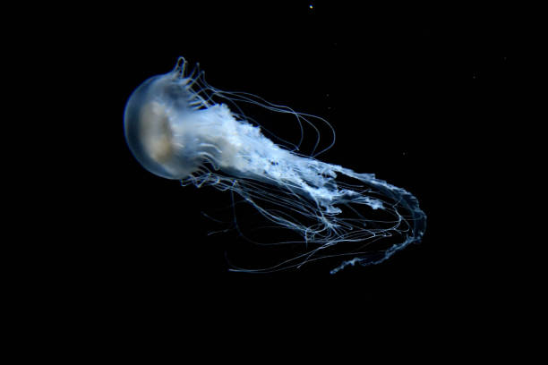 istock jellyfish in aquarium 1632514212