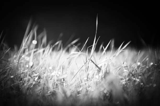 istock Close-up of grass growing on field 1632524111