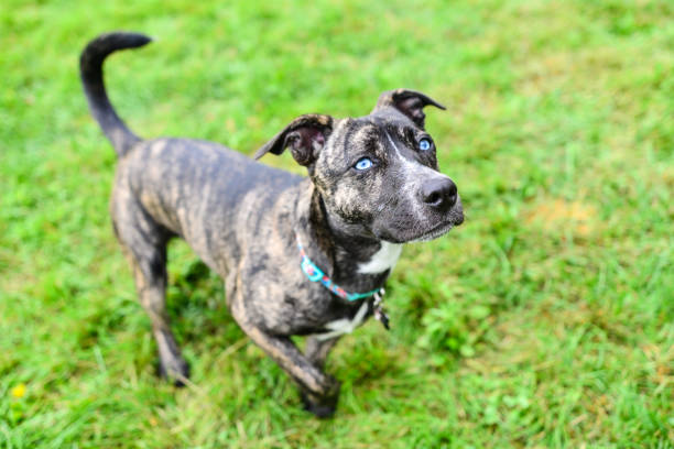 Blue Eye Brindle Puppy Dog - Catahoula Leopard Dog and Pitbull mix