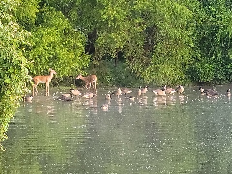 Ducks & Deer in the morning at the lake.
