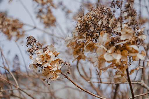 Hydrangea dried flowers in the garden. Natural background. High quality photo