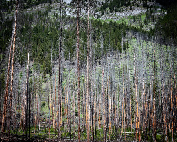 istock Canadian Rocky Mountains Landscapes 1632525256