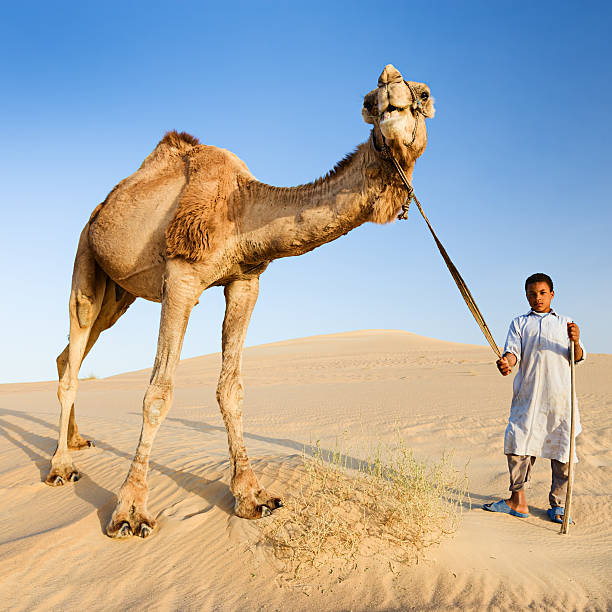 Bedouins with camels on the western part of The Sahara Desert in Egypt. The Sahara Desert is the world's largest hot desert.http://bem.2be.pl/IS/egypt_380.jpg