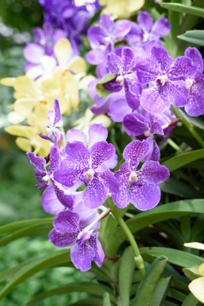 istock Orchids in a small garden 1632539574