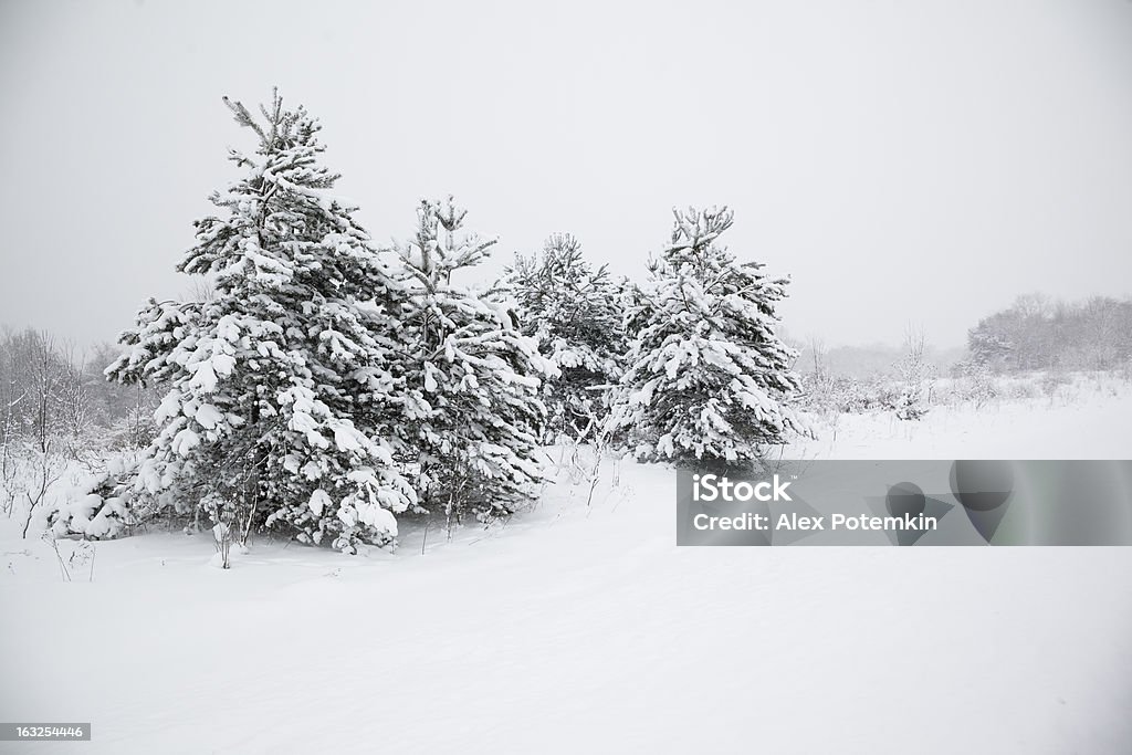 Alberi nella neve in pelliccia - Foto stock royalty-free di Abete