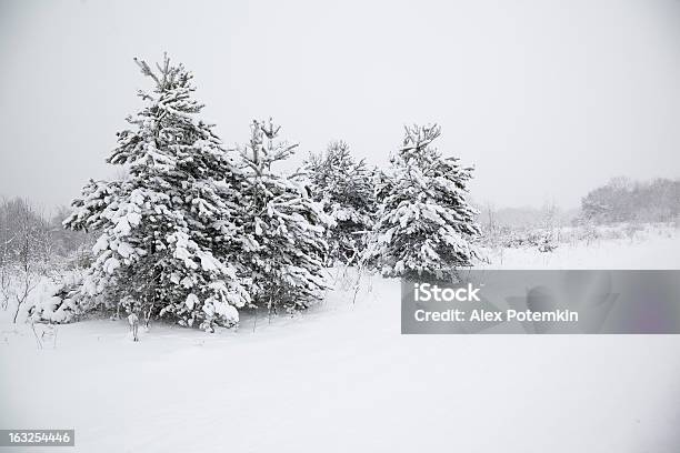 Alberi Nella Neve In Pelliccia - Fotografie stock e altre immagini di Abete - Abete, Albero, Ambientazione esterna