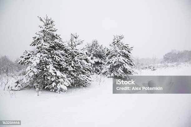 毛皮の木は雪下 - アメリカ合衆国のストックフォトや画像を多数ご用意 - アメリカ合衆国, トウヒ, ニューヨーク州