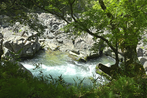 Vivid landscape with  pure river stream with trees near Alps, Switzerland