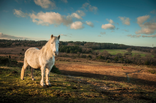 Wild White horse looking at the camera in The New Forest in Hampshire, England. 