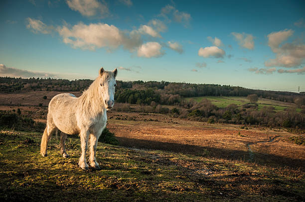 Wild White horse, The New Forest, England Wild White horse looking at the camera in The New Forest in Hampshire, England.  new forest photos stock pictures, royalty-free photos & images