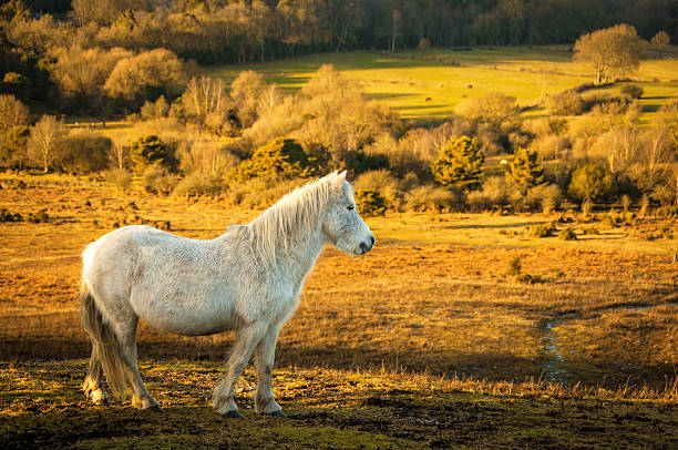 istock White Wild horse, The New Forest, England 163254613