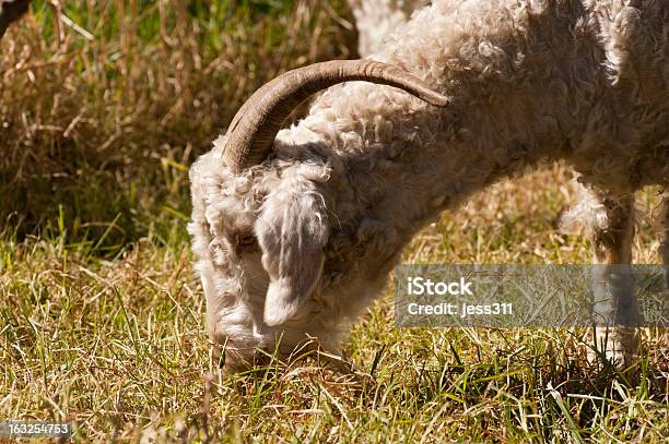 Esfomeado Cabra - Fotografias de stock e mais imagens de Agricultura - Agricultura, Animal, Animal Cativo