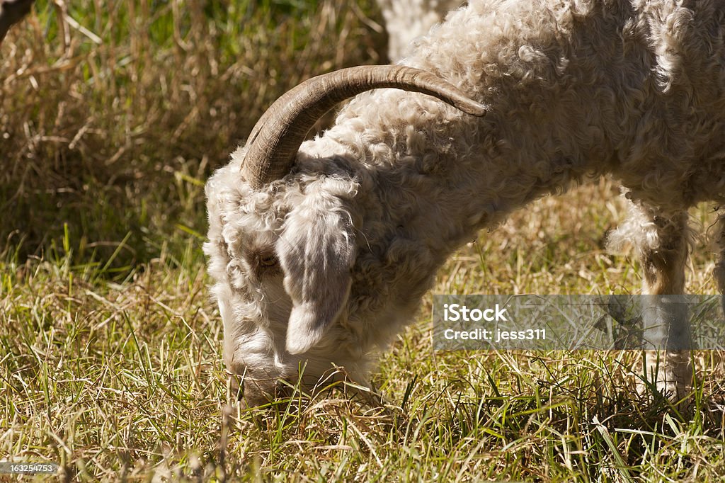 Голодный коза - Стоковые фото Белый роялти-фри