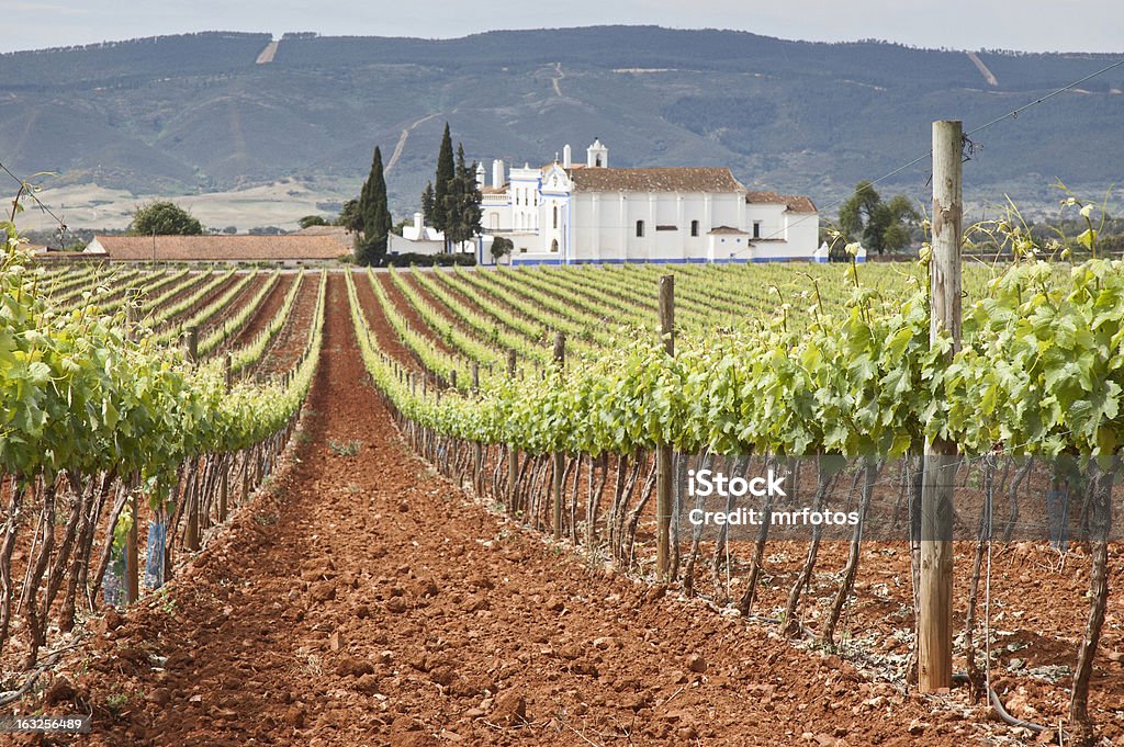 Large vineyard with a house in the background Vineyard in the fruit set season, Borba, Alentejo, Portugal Alentejo Stock Photo