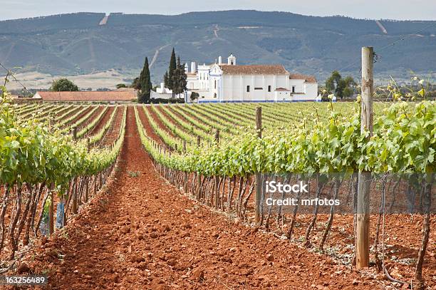 Large Vineyard With A House In The Background Stock Photo - Download Image Now - Alentejo, Vineyard, Vine - Plant