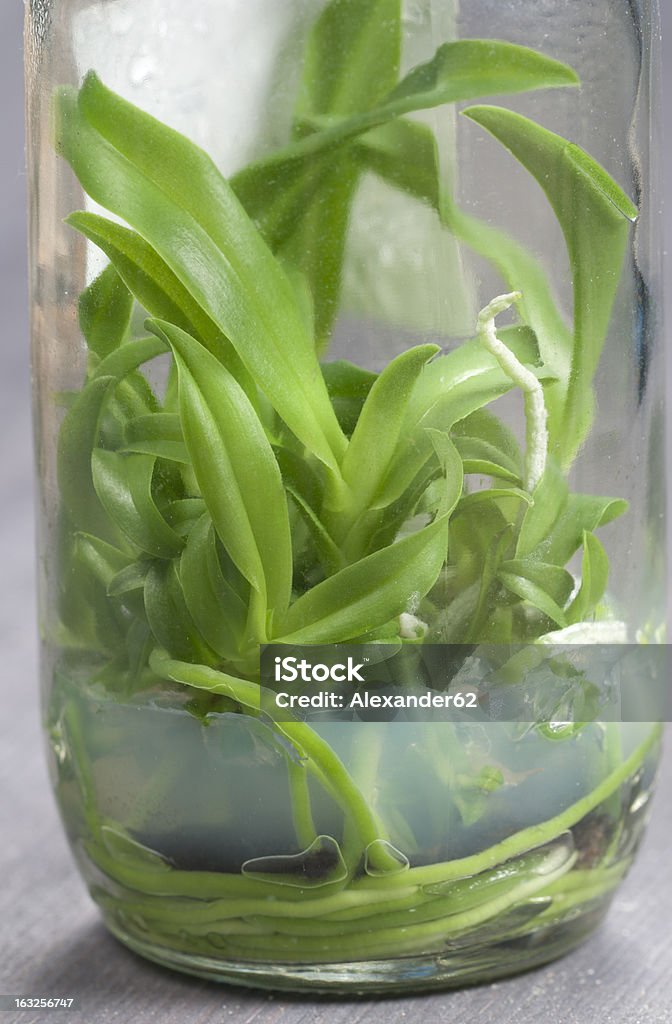 Orchid Setzlinge - Lizenzfrei Biologie Stock-Foto